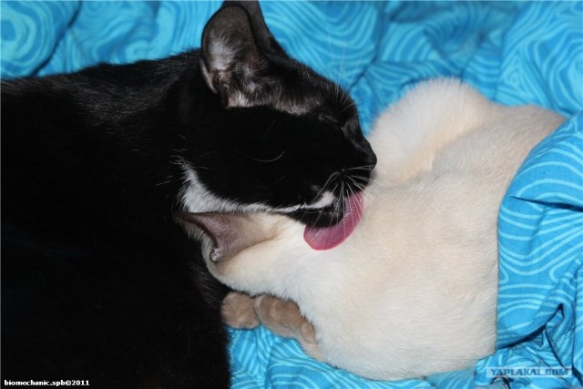 Котовторник - С праздником, котоводы!