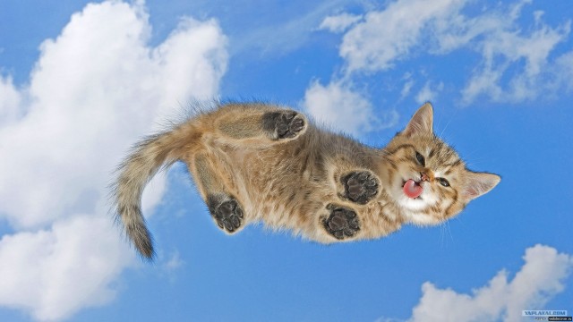 Котовторник  07.06.11
