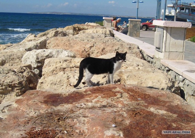 Котовторник! 08.11.11