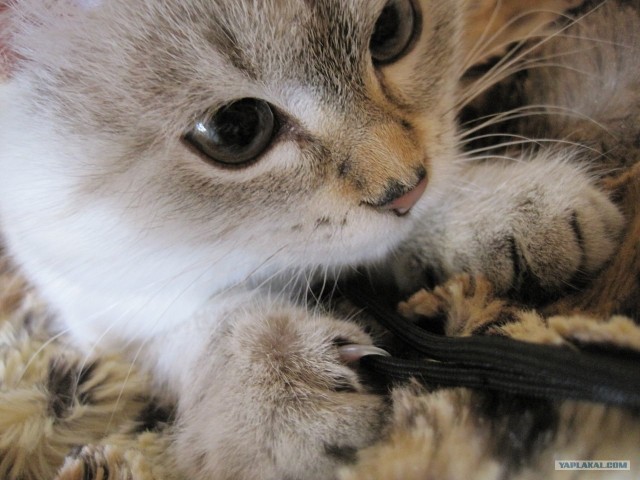 Котовторник 13.12.11 - магическе числа