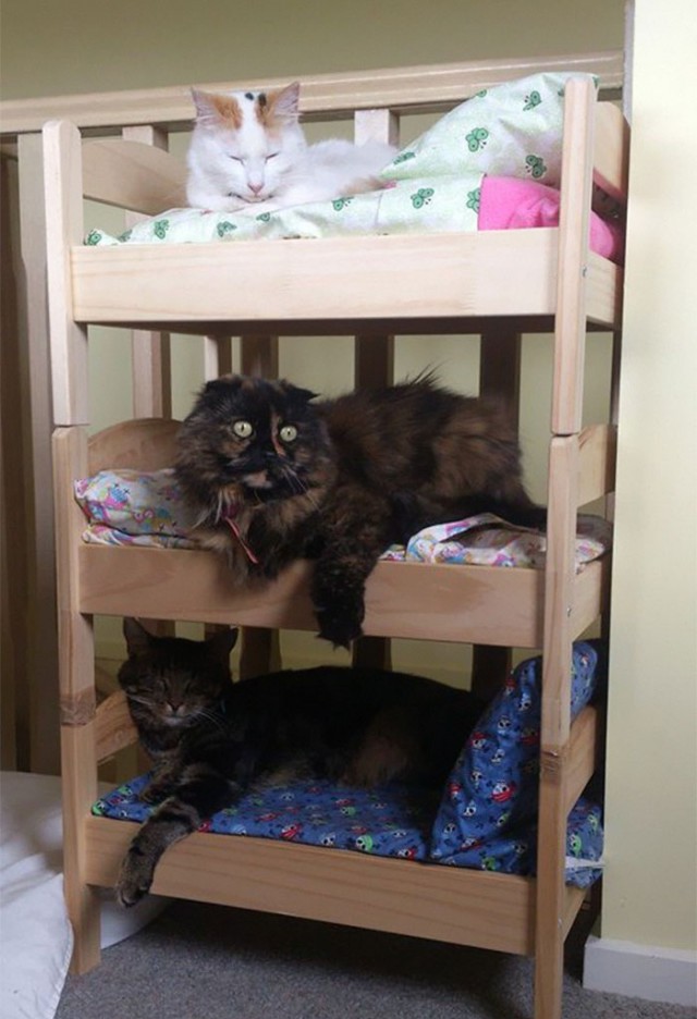 Прикольных котов пост