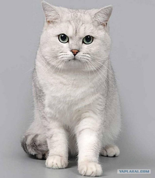 Котовторник (31.01.2012)