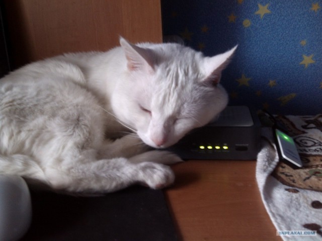 Котовторник (21.02.2012)