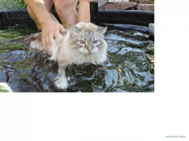 Котовторник 17.04.2012