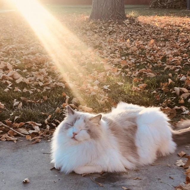 Прикольных котов пост