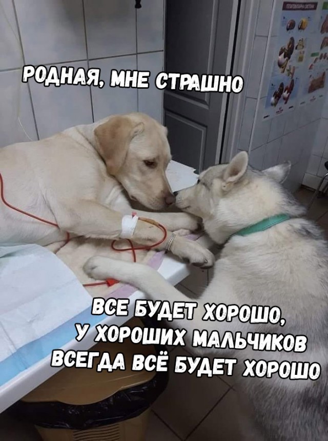 Милые животные. Мимиметр сломался