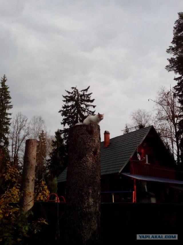 Котовторник 30.10.2012