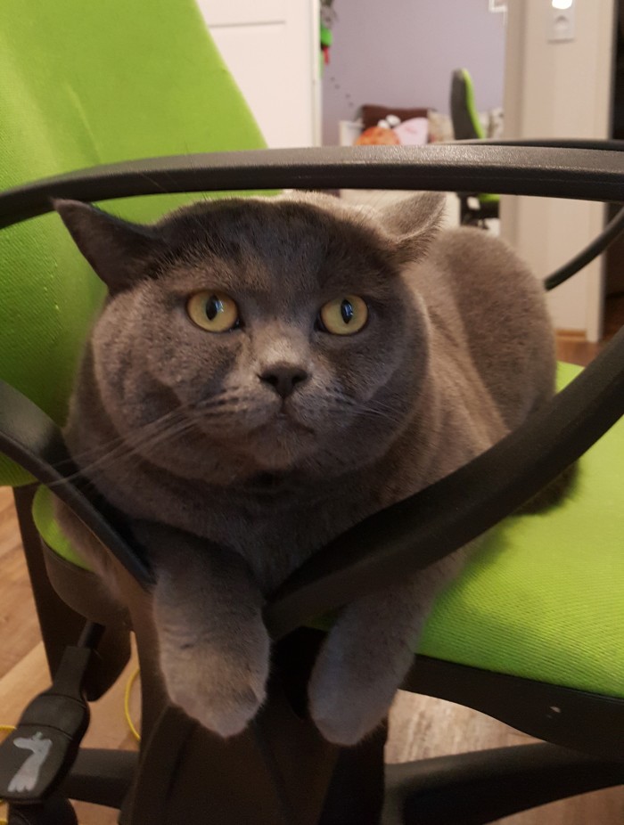 Девять причин, почему вам срочно надо завести кота