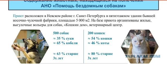 Помогите вернуть кота! Приют "Преданное сердце" украл кота и не отдает!-2