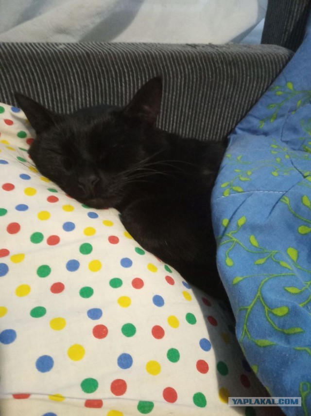 Как меня кота на пару дней попросили приютить