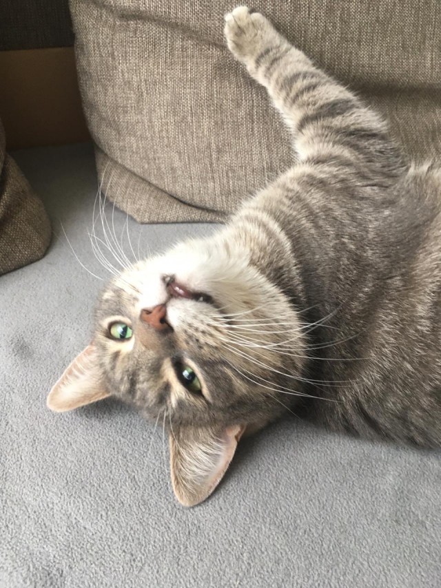 Котовторник