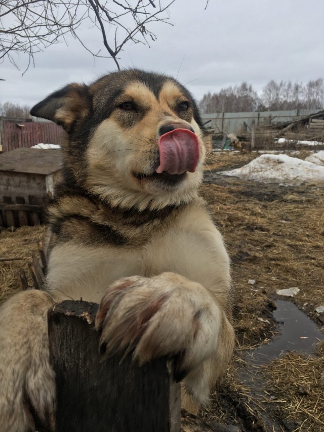 Зверушки