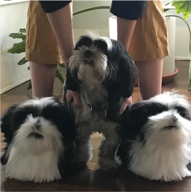 Забавные животные