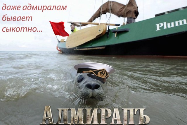 Фотожаба: Испуганый морской котик