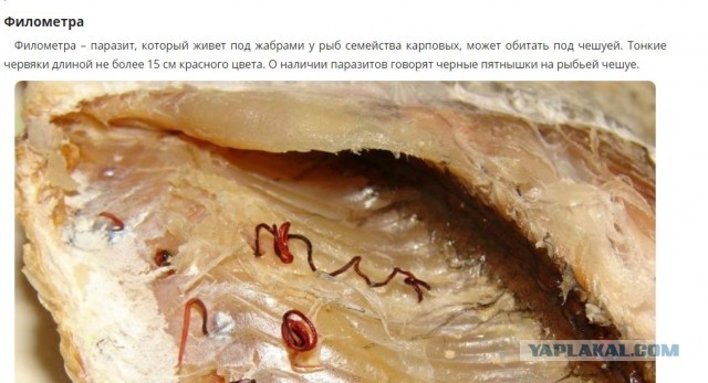 Паразиты.