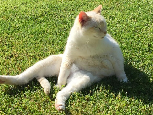 Котейки и солнышко