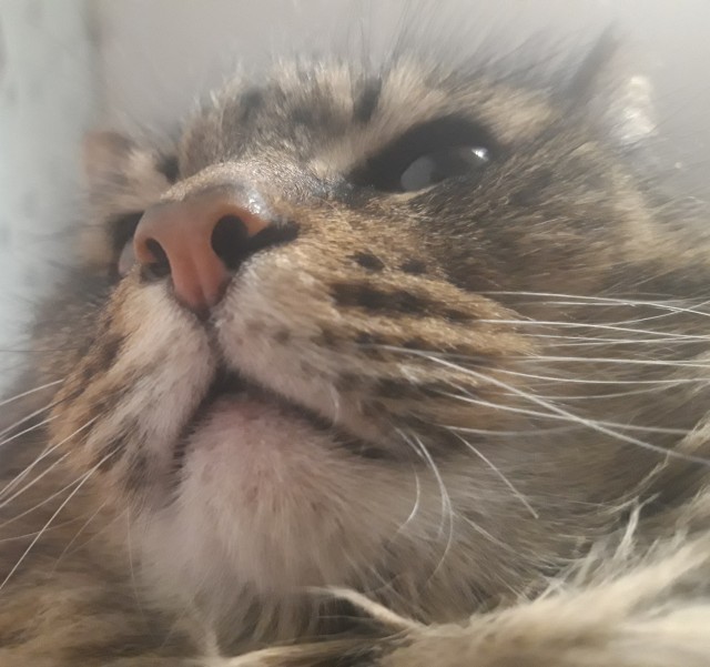 Котовторник 17.11.20