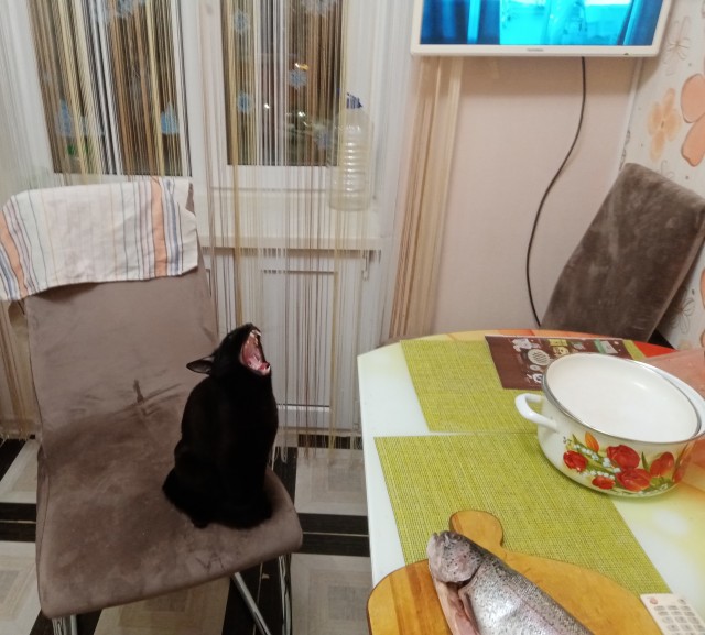 Котовторник. Добавляйте своих