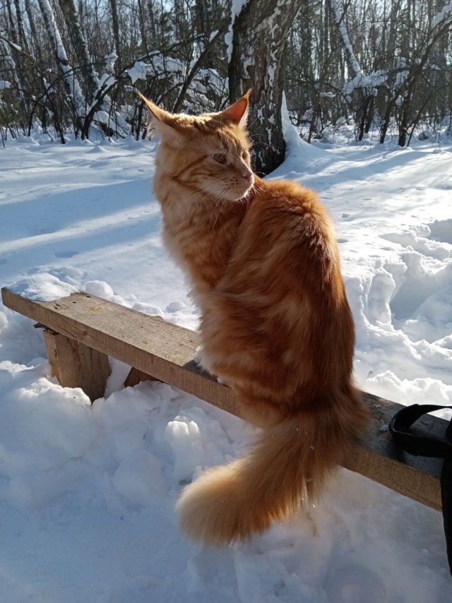 Котовторник 09.02.21. Свежие котики от Нарвского.