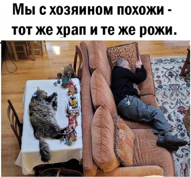Картинки с котами и про котов