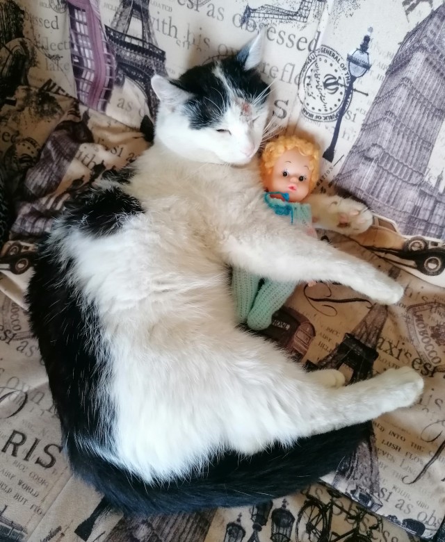 Котовторник!