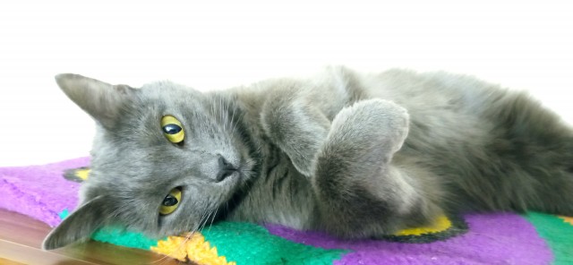 Котовторник же!