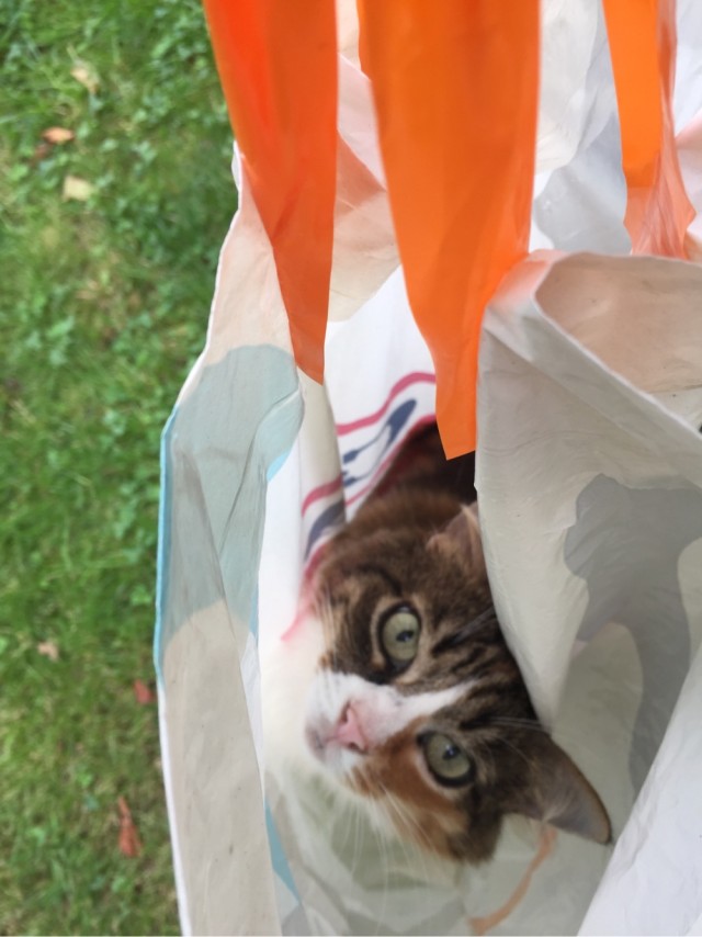 Всемирный день кошек