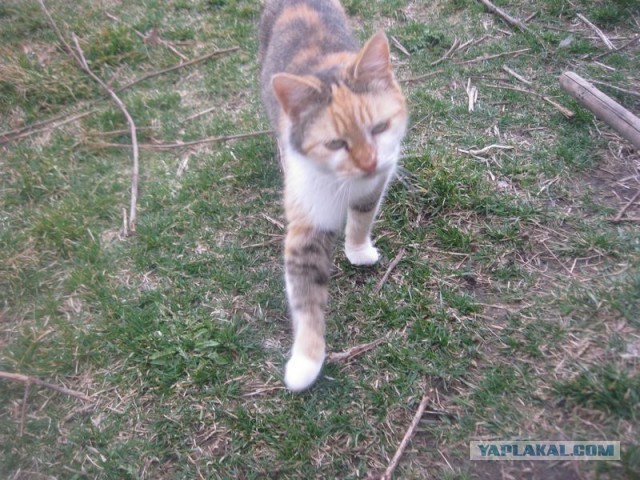 Жизнь домашнего приюта для котеек 389