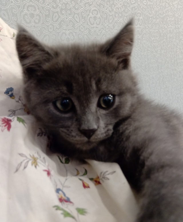Котовторник 19.07.22