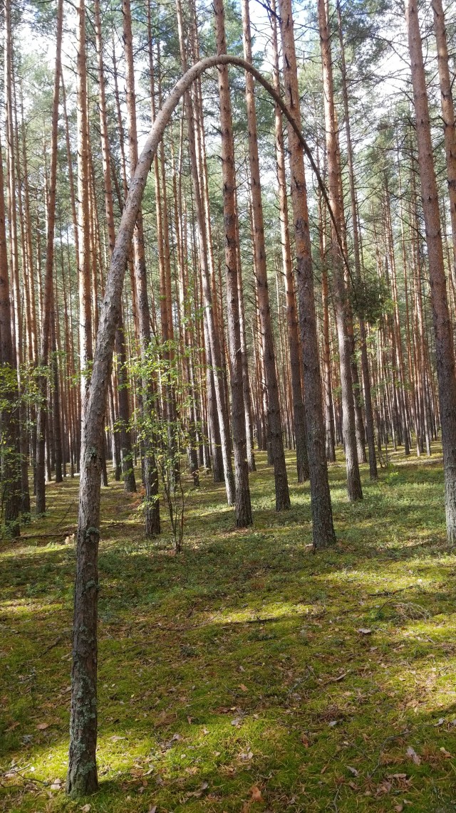 Грибовнет