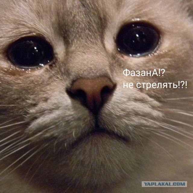 Наказывать ли женщину?