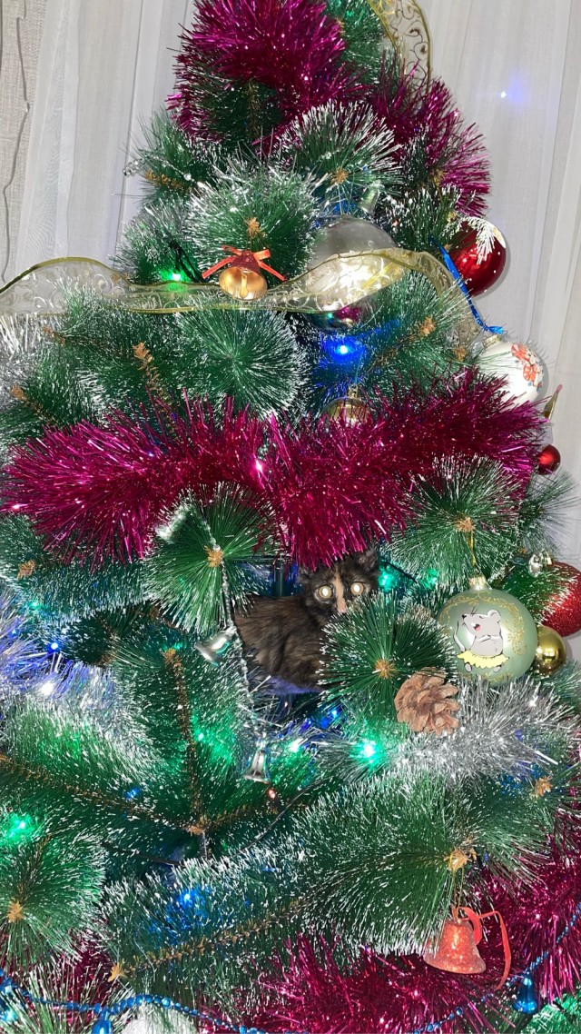 Даёшь котов в этот вторник!