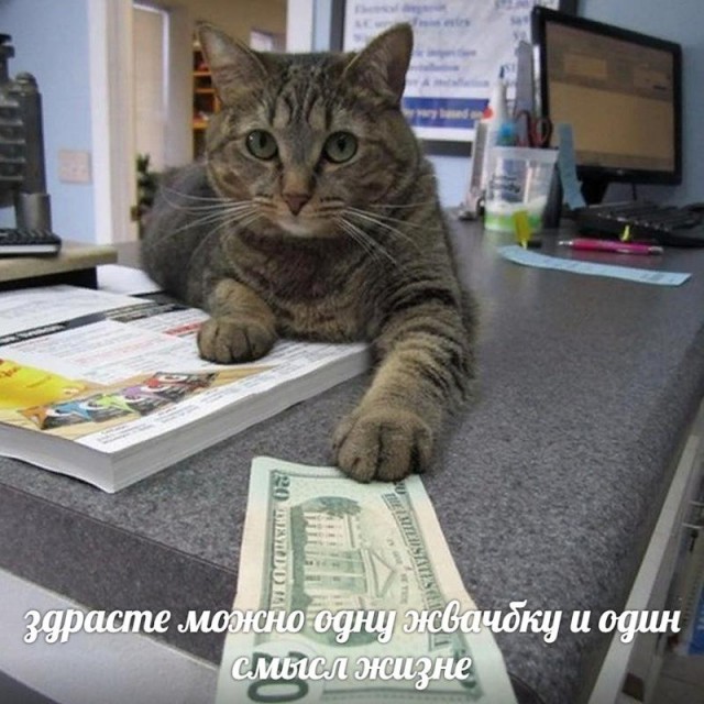 В Липецке очень самостоятельные кошки⁠⁠