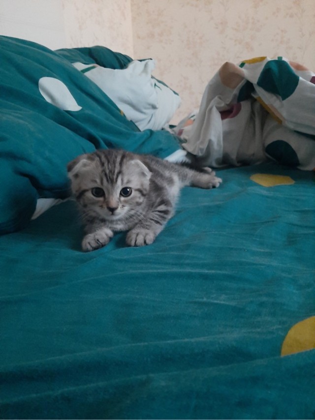 Котовторнику посвящается. Счастья привалило