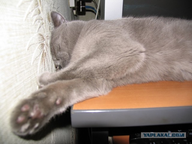 Котовторник 16.04.2013
