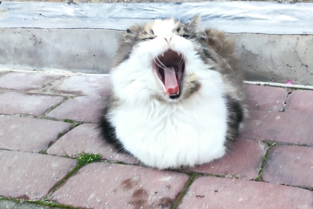 Мой котовторник..
