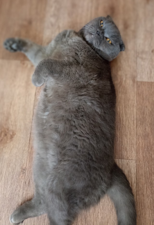 Мой повелитель