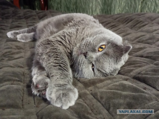 Котовторник 7.11.23