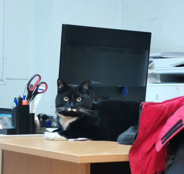 Спасение котёнка на трассе