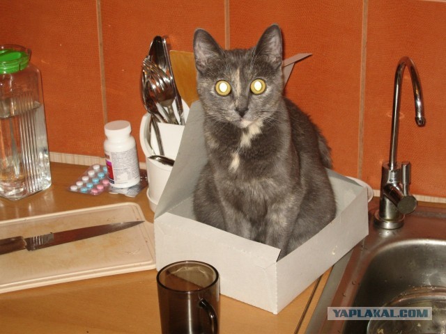 Котовторник 30.04.2013