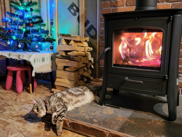 Новогодний кот