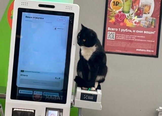 Котаны в магазинах Нью-Йорка