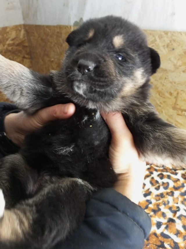Собакочетверг