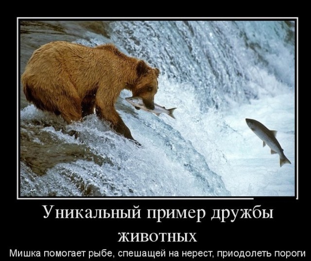Фотограф сделал уникальный снимок рыси, набросившейся на цаплю в полете