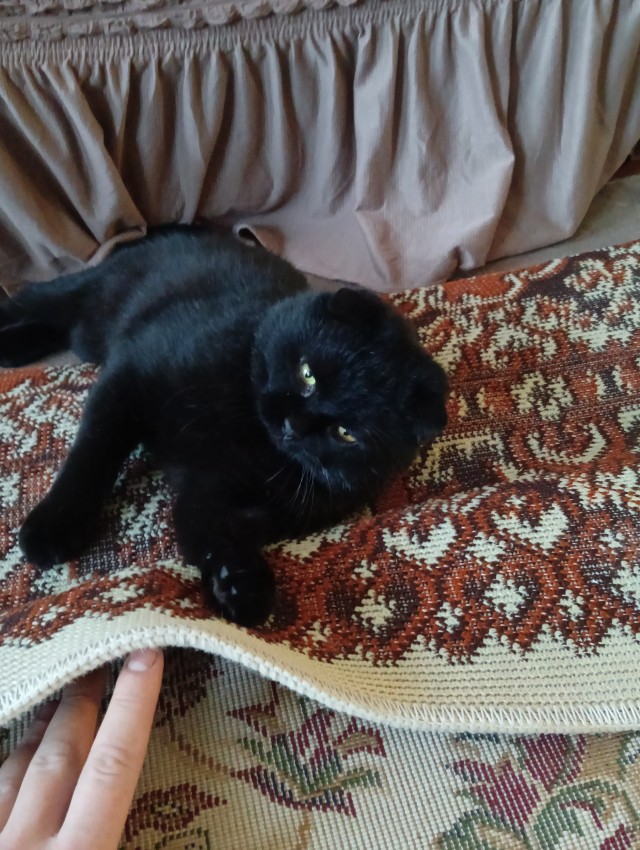 Всех с котовторником