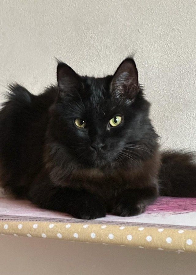 Котовторник 09.04.24