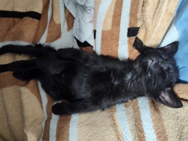 Теперь и мы - участники котовторника!