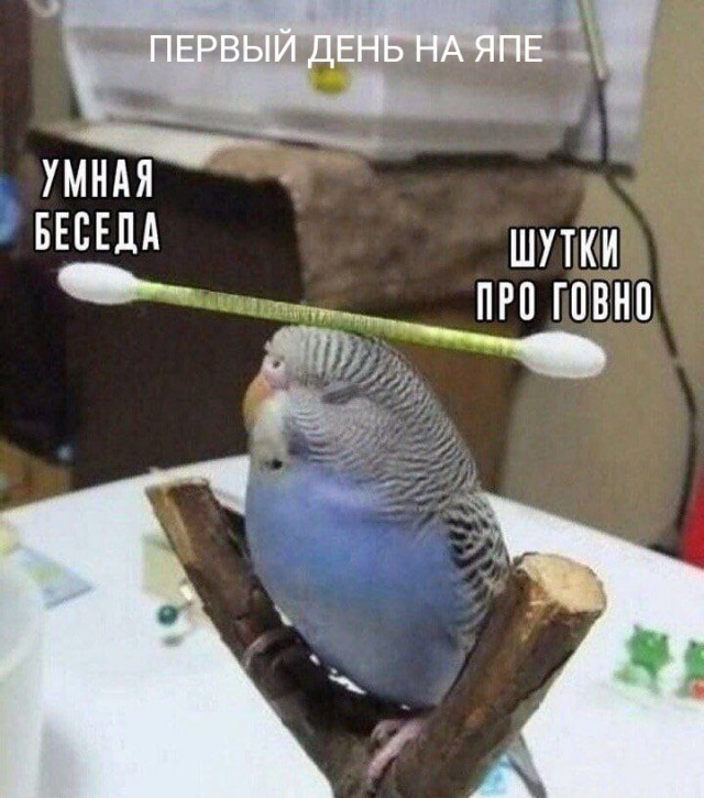 Никакие картинки и тексты