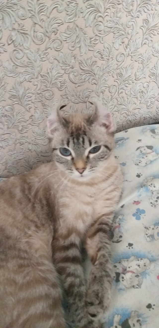 Как зовут вашего кота?