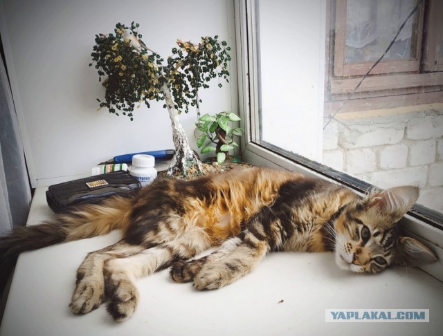 Погулять с котом можно не хуже, чем с собакой